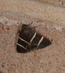 Grammodes oculata