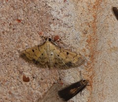 Herpetogramma hipponalis