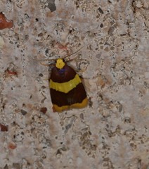 Heterallactis phlogozona