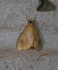Hyalobathra brevialis