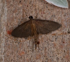 Hymenoptychis sordida