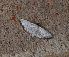 Hypolamprus melilialis