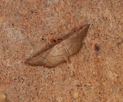 Hypolamprus ypsilon