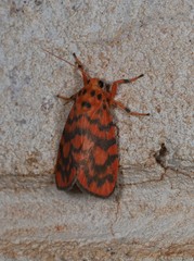 Miltochrista quadrilineata