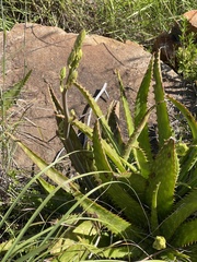 Aloe fosteri