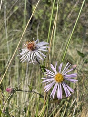 Ampelaster carolinianus