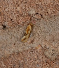 Moerarchis placomorpha