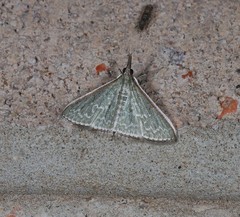 Myrmidonistis hoplora