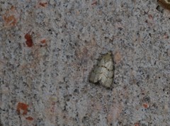 Narangodes
