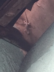 Hemidactylus platyurus