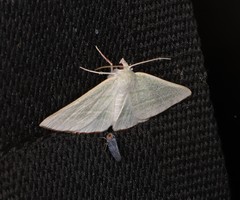 Oenochroma infantilis