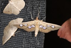 Omiodes odontosticta