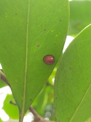 Chilocorus circumdatus