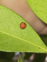 Chilocorus circumdatus