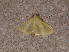 Paratalanta aureolalis