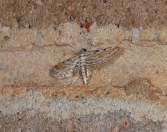 Parapoynx dentizonalis