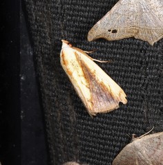 Xanthodes emboloscia