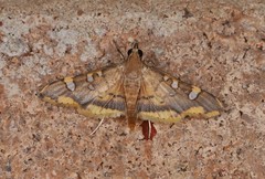 Prophantis