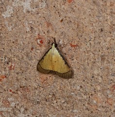 Pseudonoorda metalloma