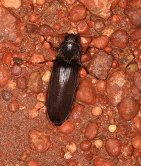Pseudotetralobus