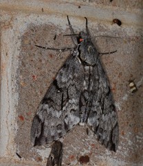 Psilogramma papuensis