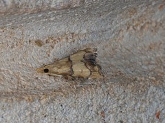 Ptychopseustis eutacta