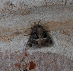 Pygmaeomorpha ocularis