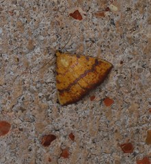 Raparna crocophara