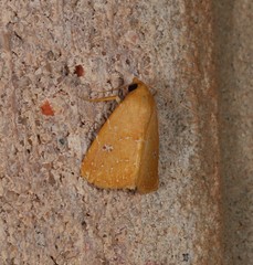 Rivula everta