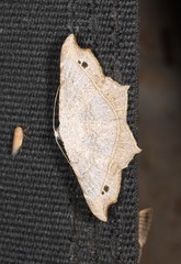 Semiothisa drepanata