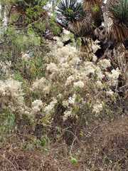 Ageratina glabrata