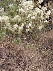 Ageratina glabrata