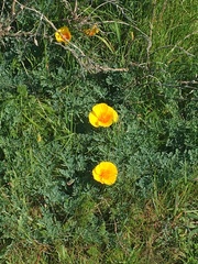 Eschscholzia californica californica