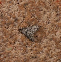 Sufetula hemiophthalma