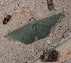 Thalassodes dorsilinea