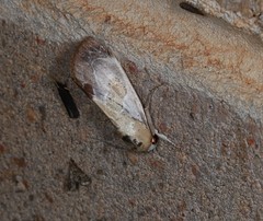 Westermannia gloriosa