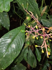 Palicoureeae
