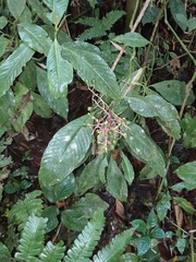 Palicoureeae