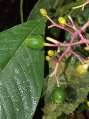 Palicoureeae