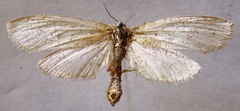 Rupela albinella