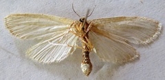Rupela albinella