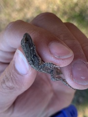 Sceloporus occidentalis biseriatus