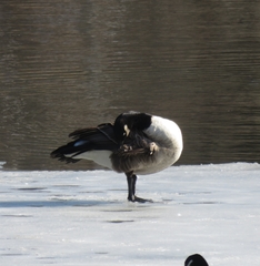 Branta canadensis
