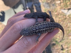 Sceloporus occidentalis biseriatus