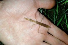 Eumusonia