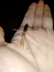 Eumusonia