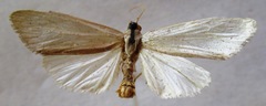 Rupela albinella