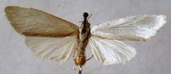Rupela albinella