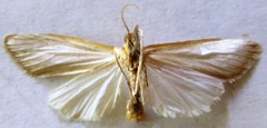 Rupela albinella