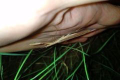 Eumusonia